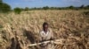 Seorang petani di distrik Mangwe di Zimbabwe, berdiri di tengah ladangnya yang kering akibat kekeringan yang melanda negara itu pada 22 Maret 2024. (Foto: AP/Tsvangirayi Mukwazhi)