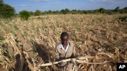 Seorang petani di distrik Mangwe di Zimbabwe, berdiri di tengah ladangnya yang kering akibat kekeringan yang melanda negara itu pada 22 Maret 2024. (Foto: AP/Tsvangirayi Mukwazhi)