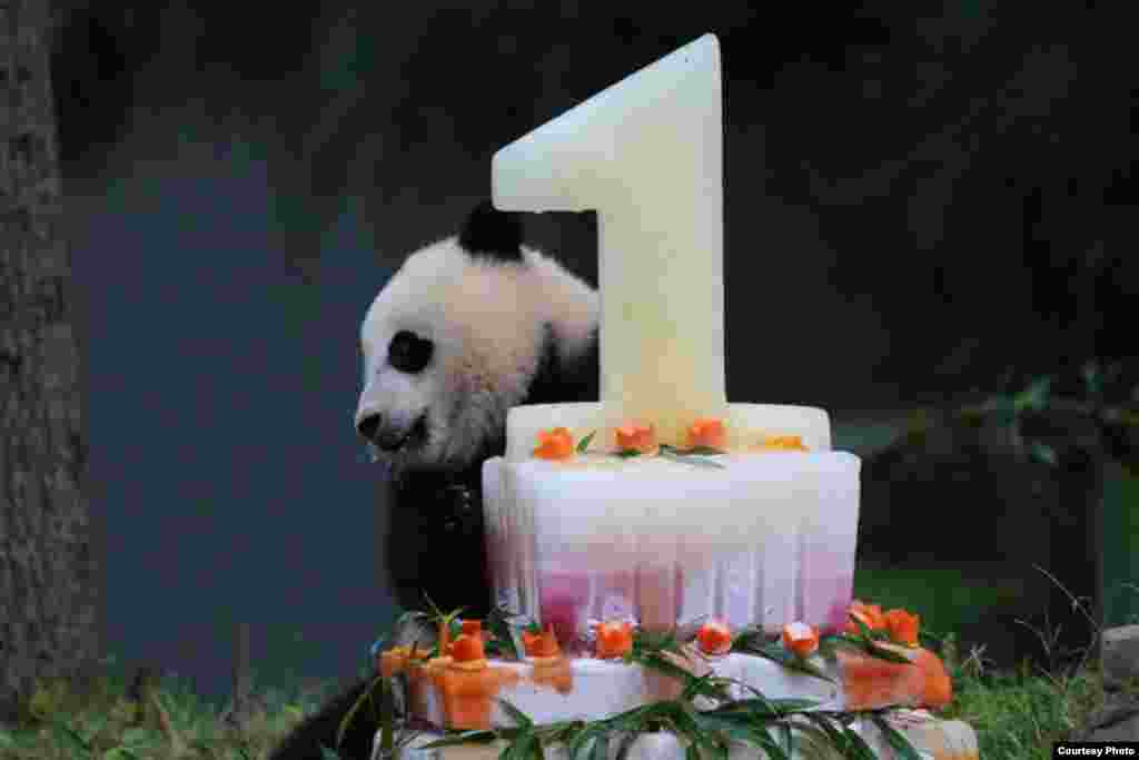 2014年8月23日，宝宝在华盛顿的美国国家动物园过一岁生日，和生日蛋糕合影