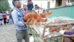 ፈነወ ድምጺ ኣመሪካ ቋንቋ ትግርኛ 12 መስከረም 2023
