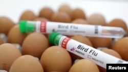 Tabung-tabung uji yang berlabel "Flu Burung" dan telur terlihat dalam sebuah ilustrasi, 14 Januari 2023. (Foto: REUTERS/Dado Ruvic)