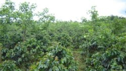 Investidores americanos "esperam" mudança na lei da terra em Angola