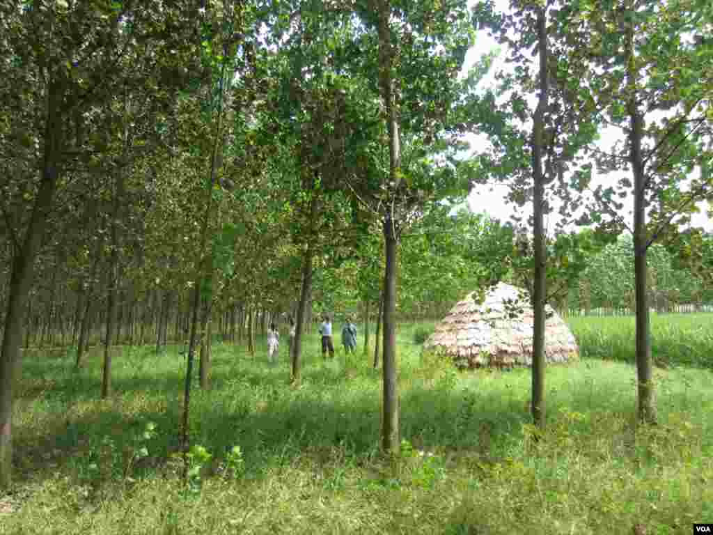 Poplar trees planted on farm near the town of Indri in India's Haryana state. (Aru Pande/VOA)