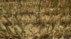 Harga Jagung dan Kedelai Catat Rekor akibat Kekeringan di AS