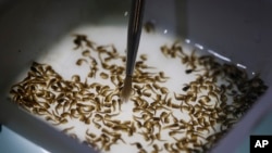 FILE - A technician inspects the pupae of genetically modified Aedes aegypti mosquitoes, a vector for transmitting the Zika virus, in Campinas, Brazil, Feb. 1, 2016.