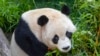 Siapa Pemenang dalam Diplomasi Panda China? Jawabannya Panda! 