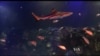 Study: Fish Use Whole Bodies When They Eat