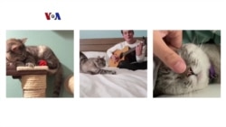 Nala, Sang Kucing Milyarder