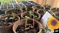 Gardening-Sunflowers