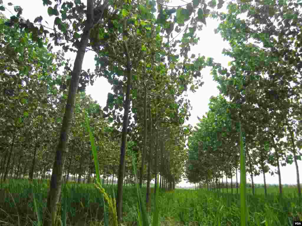 Poplar trees planted among rice plants at a farm near the town of Indri in India's Haryana state. (Aru Pande/VOA)