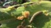 UN Agency Meeting on Armyworm Outbreak in Southern Africa