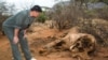 Perburuan Liar Akibatkan Populasi Gajah Afrika Turun