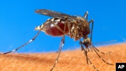 Nyamuk aedes aegypti, salah satu penyebar penyakit demam berdarah (Foto: dok).