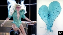 Lady Gaga (kiri) dengan kostum 'gametophyte' pada Grammy Awards 2012 (foto: dok). Botanis di Universitas Duke menamai spesies pakis baru dengan nama 'Lady Gaga'.