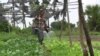Demand Rising for Organic Produce in Cambodia