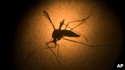 ARSIP – Nyamuk Aedes aegypti yang diketahui membawa virus Zika difoto dengan mikroskop di institut Fiocruz di Recife, Pernambuco, Brazil (foto: AP Photo/Felipe Dana, Arsip)
