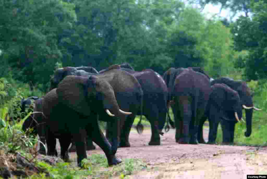 According to the EIA (Environmental Investigation Agency), the Selous Reserve, a "protected World Heritage" game reserve, covering 50,000 square kilometers, has suffered a blow to its elephant population because of ivory poaching. The population has dropped from 38,975 animals to roughly 13,000 in just four years. Seen in this photo is a herd of elephants in the Selous Game Reserve, Tanzania. (Creative Commons)