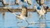 FILE - Sandhill cranes begin a playful hopping and leaping as the sun rises on the Platte River in central Nebraska, a staging location of one of the world's largest migrations. 
