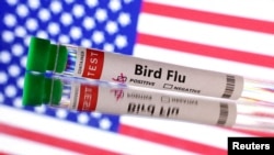 ILUSTRASI - Hampir 70 orang di Amerika Serikat telah tertular flu burung sejak April, kebanyakan dari mereka adalah pekerja pertanian.