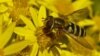 EU Hopes Pesticide Ban Will Halt Bee Decline