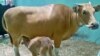 Taman Safari Pasuruan Sukses Kawinkan Sapi Bali dengan Banteng Jawa