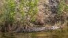 World Wildlife Conference Acts to Protect Threatened Species