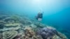 Mass bleaching detected on Australia’s Great Barrier Reef