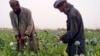 Produksi Candu Afghanistan Meningkat Hampir 50 Persen