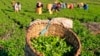 Drought-hit Kenyans Find Gold in Tea Trees - But for How Long?