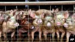 FILE - A group of young pigs stare out of a pen at a hog farm in central North Dakota, in this Jan. 2005 file photo. 