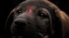 Seekor anak anjing diberi cat merah sebagai tanda telah diberi vaksin rabies, sebagai ilustrasi. Kementerian Kesehatan mencatat ada 11 kasus kematian yang disebabkan oleh rabies. (Foto: AP)