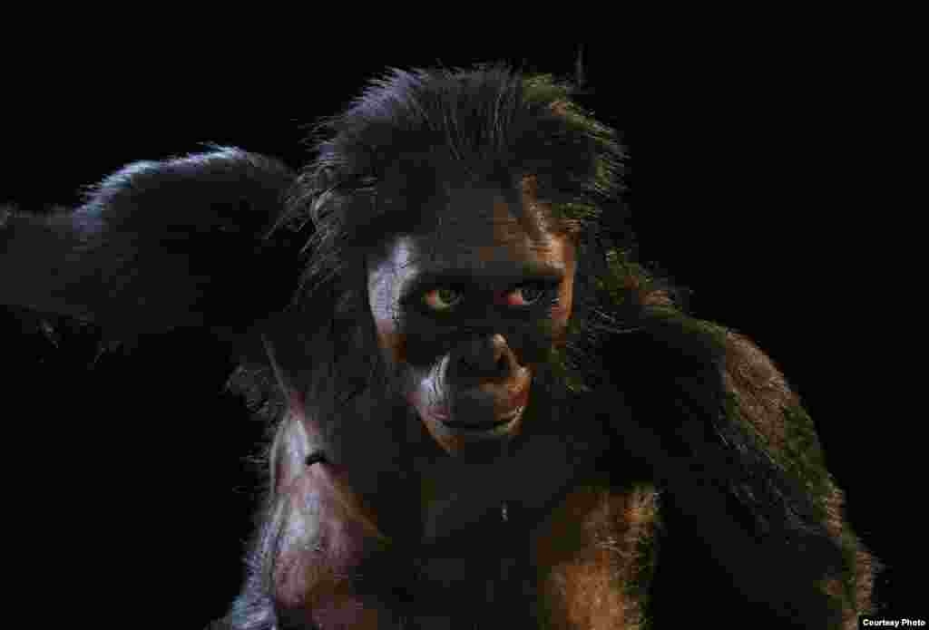 Makhluk kecil yang menyerupai manusia ini, Australopithecus afarensis, hidup 3,2 juta tahun yang lalu dan berjalan tegak di atas kedua kakinya. (John Gurche, ”Shaping Humanity")