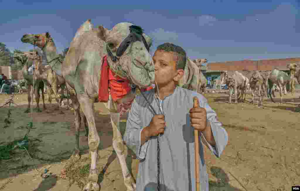 Youssef, 11, son of a camel vendor, has learned that tenderness works. "When this camel arrived, it was acting wild, so we put him on a leash, which hurt him. That is why I knit these soft cloths for him. Now he is quiet. He likes me.” (VOA/H. Elrasam)