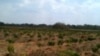 Camponeses querem travar o ProSavana
