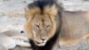Cecil, a well-known, protected lion who lived in Zimbabwe's Hwange National Park, is seen in this frame grab taken from a November 2012 video made available by Paula French.