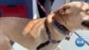 Pet Adoption Business in US Never Better 
