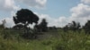 Herbal Cures for COVID-19 Spreading in Tanzania Despite No Evidence They Work
