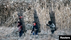 지난달 16일 북-중 접경도시 신의주 압록강변에서 북한 소녀들이 나무를 지고 있다.
