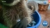 Russian Family Rescues and Raises Raccoons