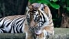 Tino, harimau berusia 9 tahun, pulih dari COVID-19 setelah dinyatakan positif pada pertengahan Juli, di Kebun Binatang Ragunan, Jakarta. Populasi harimau Sumatra di Indonesia kini hanya sekitar 600 ekor yang tersebar di seantero pulau tersebut(Foto: Reuters)