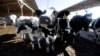Antibiotic Use in Livestock to Grow, Raising Resistance Concerns