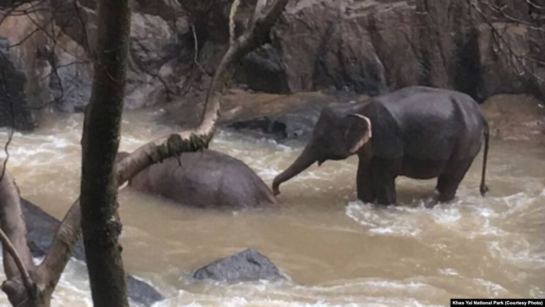 သတင်းဓာတ်ပုံ - Khao Yai National Park (Courtesy Photo)