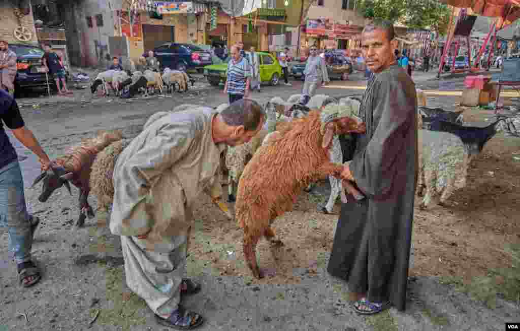 Said Al-Asyouty (Right), came from upper Egypt to sell sheep in Cairo. He says, "Even the prices of life or slaughtered meat are lower this year, but the turnout of last year was much better." (H. Elrasam/VOA)