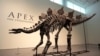 Rangka Dinosaurus Terjual Rp101 Miliar dalam Lelang di Paris