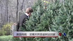 美国传统：买棵天然圣诞树运回家