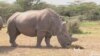 Can Science Save a Rhino on Brink of Extinction?