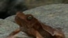A fungus spread by the trade in amphibians has led to the extinction of about 120 species of frogs around the world.