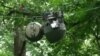 Susah Nggak Ya: Mengamati Tanaman dengan Robot Kungkang