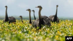 FILE - A flock of rheas is seen in a soybean field in the Cerrado plains near Campo Verde, Mato Grosso state, western Brazil.