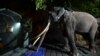 Seorang penjaga Sri Lanka membawa gajah Muthu Raja ke dalam kandang sebelum berangkat dari Kebun Binatang Dehiwala di Kolombo pada 1 Juli 2023.